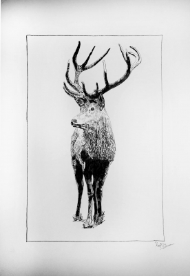 cerf