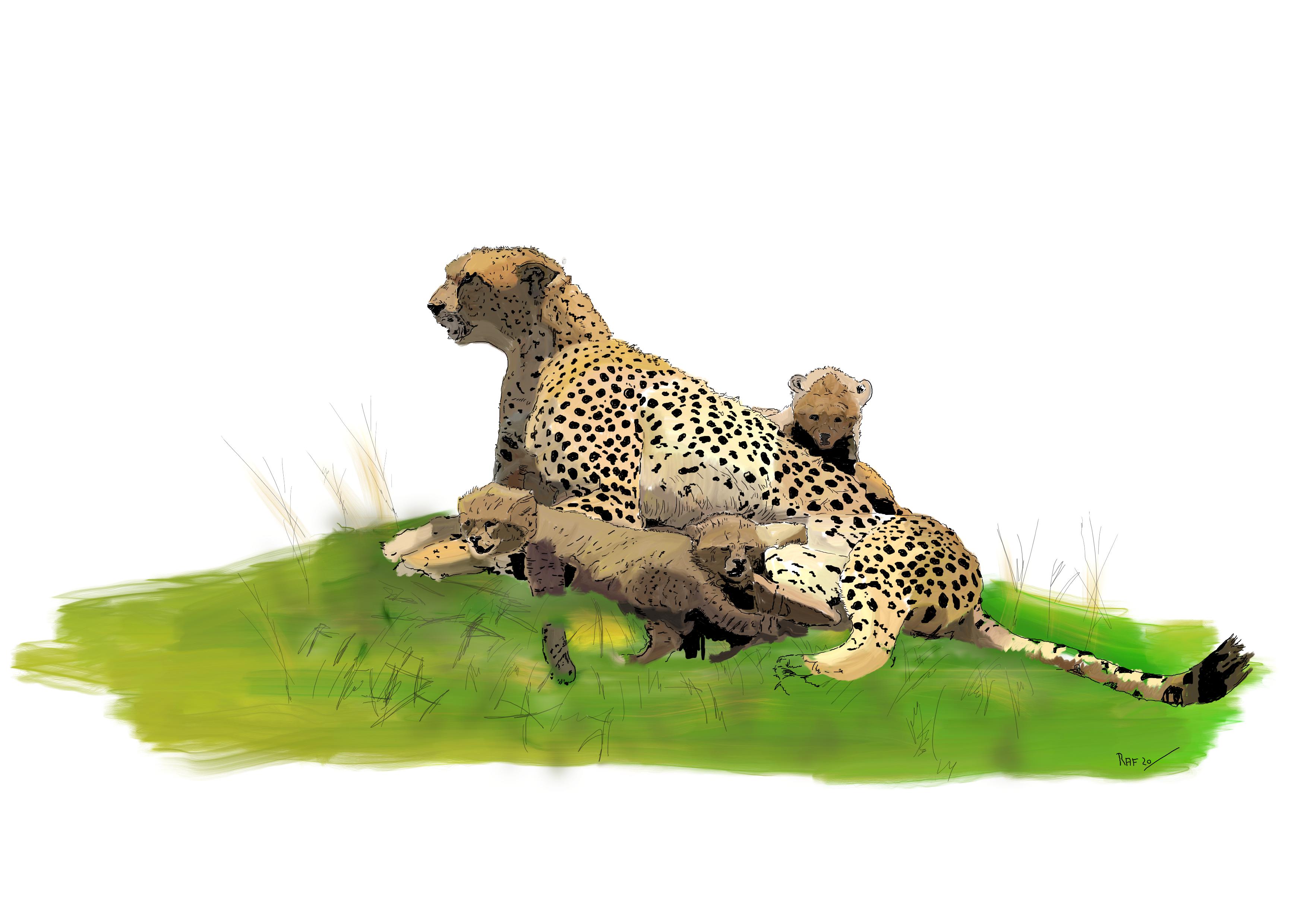 Guepard