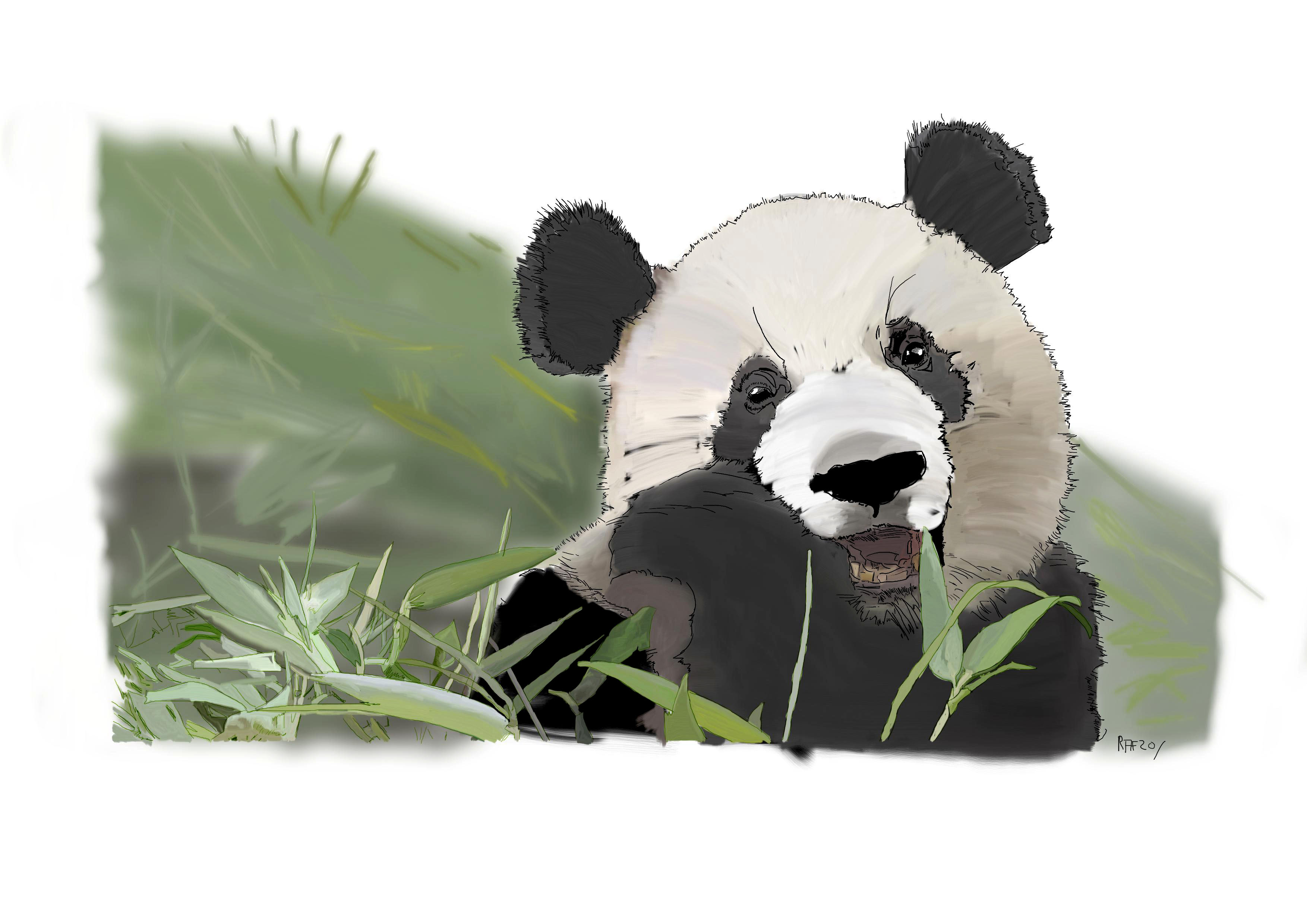 Panda