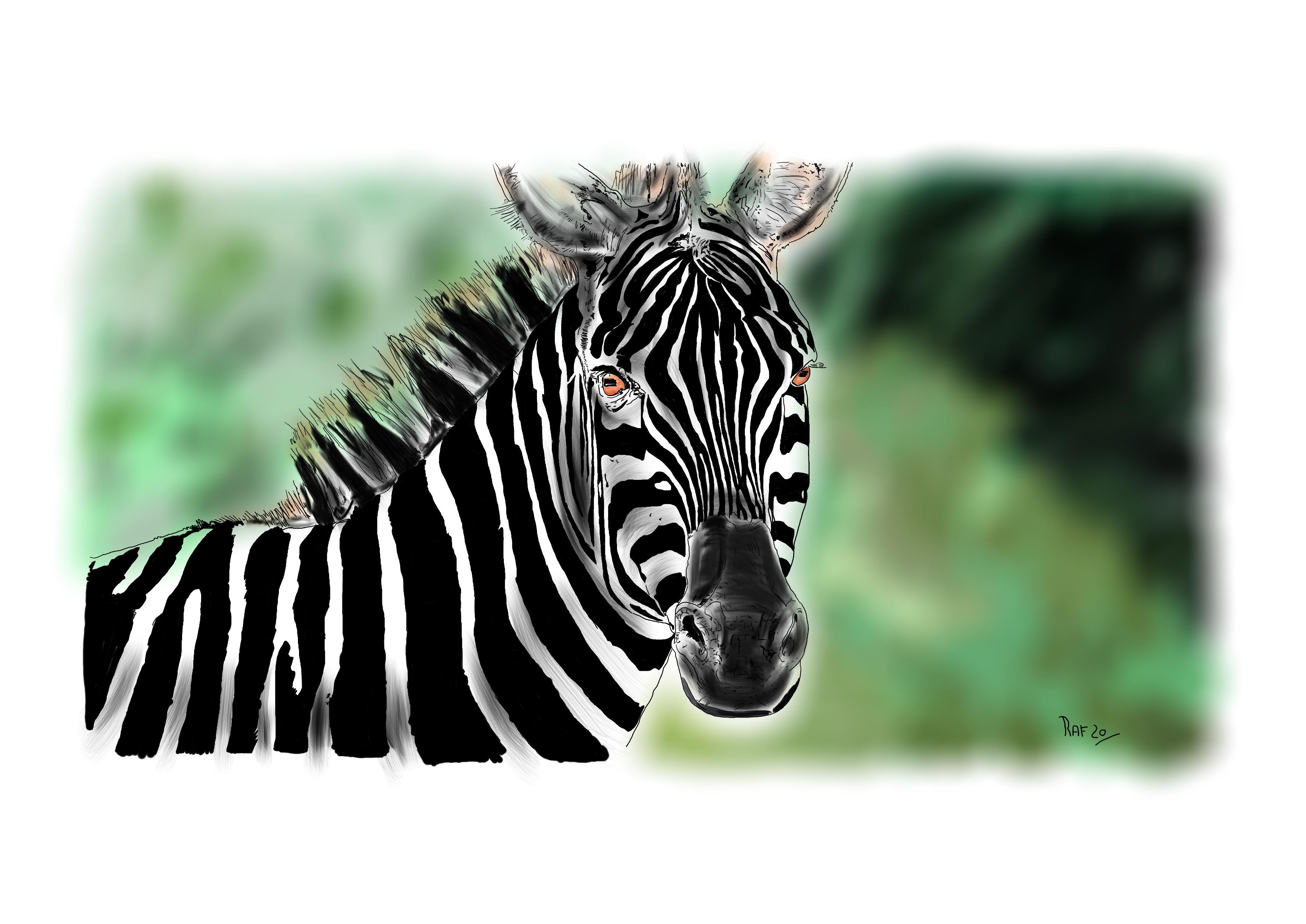 Zebre